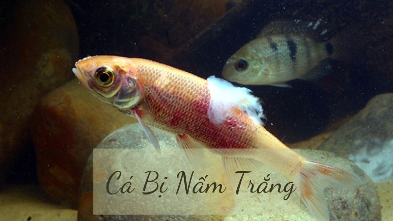 Cá Bị Nấm Trắng