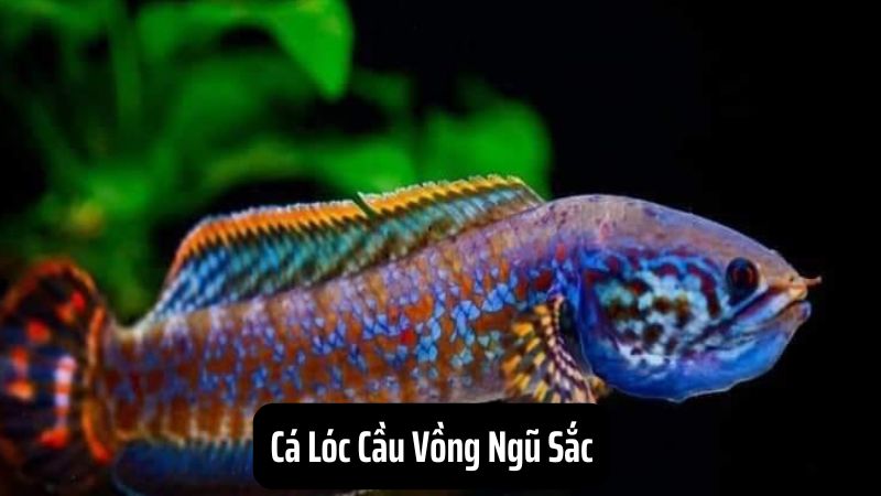 Cá Lóc Cầu Vồng Ngũ Sắc