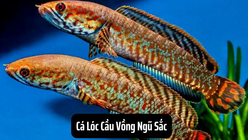 Cá Lóc Cầu Vồng Ngũ Sắc