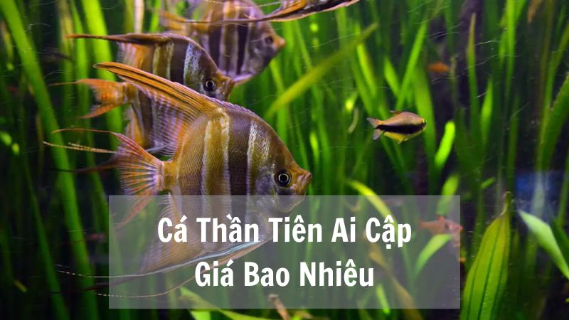 Cá Thần Tiên Ai Cập Giá Bao Nhiêu