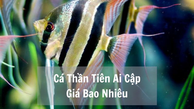 Cá Thần Tiên Ai Cập Giá Bao Nhiêu