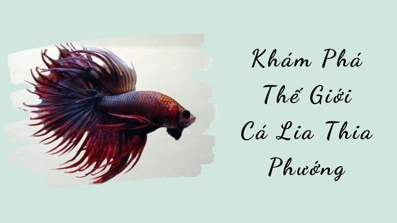 Khám Phá Thế Giới Cá Lia Thia Phướng