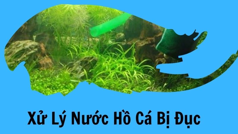 Xử Lý Nước Hồ Cá Bị Đục