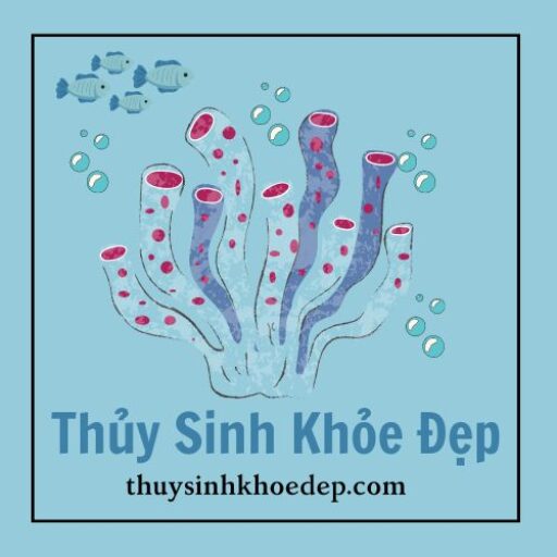 Thủy Sinh Khoẻ Đẹp