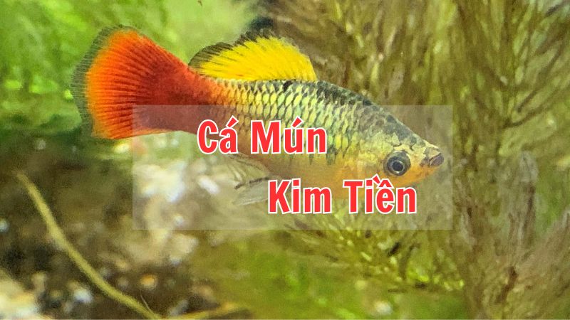 Cá Mún Kim Tiền