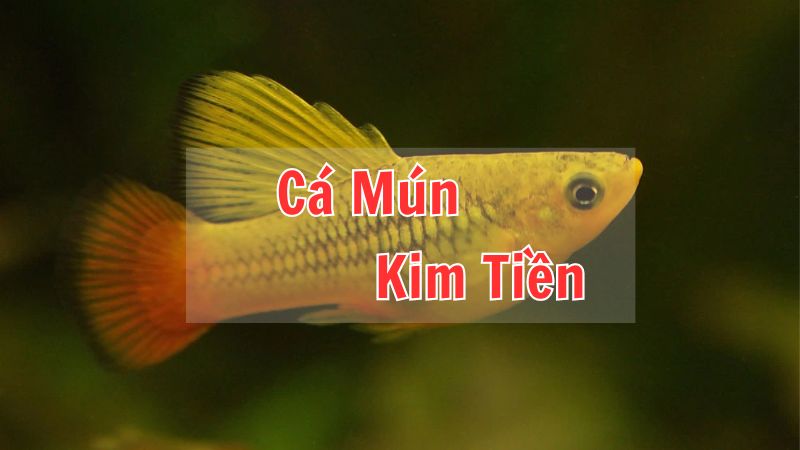 Cá Mún Kim Tiền