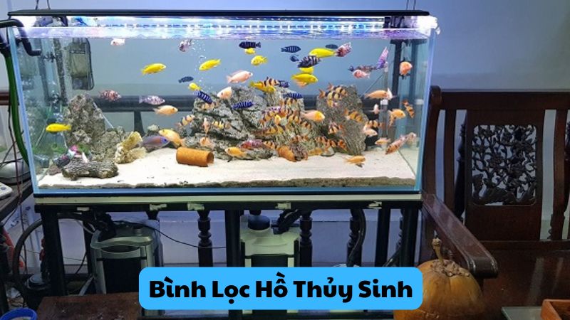 Bình Lọc Hồ Thủy Sinh