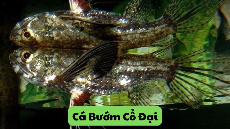 Cá Bướm Cổ Đại