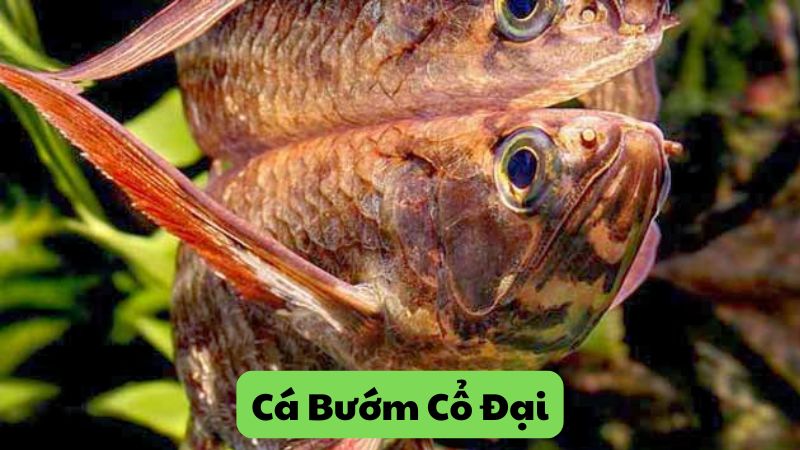 Cá Bướm Cổ Đại