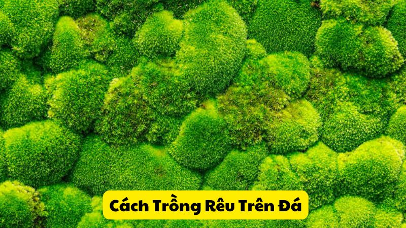 Cach Trong Reu Tren Da 1