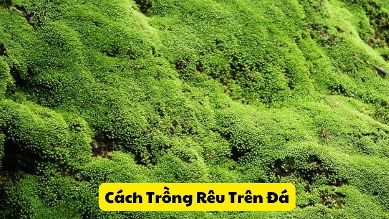 Cách Trồng Rêu Trên Đá