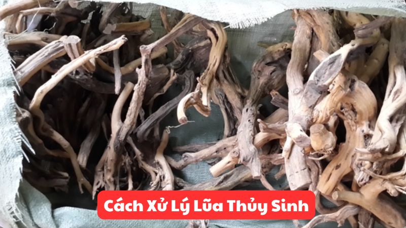 Cách Xử Lý Lũa Thủy Sinh