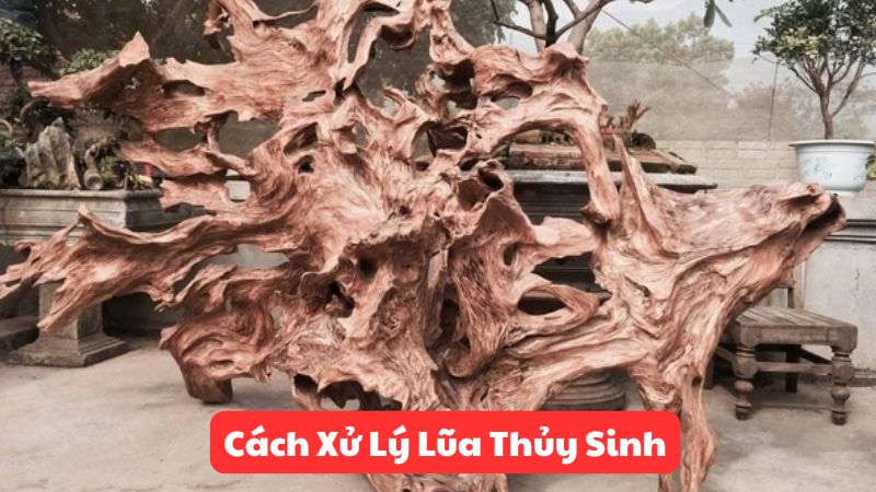 Cách Xử Lý Lũa Thủy Sinh