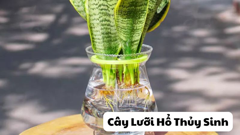 Cây Lưỡi Hổ Thủy Sinh