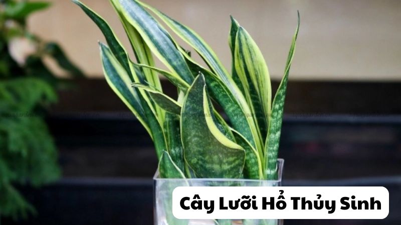 Cây Lưỡi Hổ Thủy Sinh