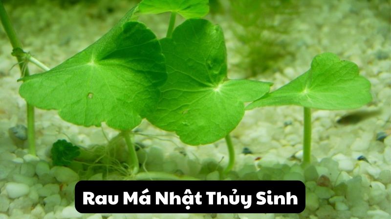 Rau Má Nhật Thủy Sinh